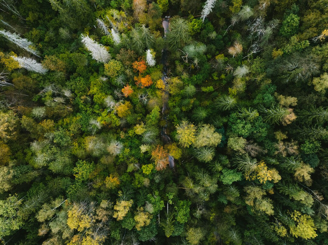 forest preservation